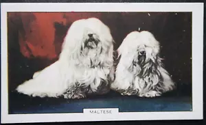 More details for maltese dog  vintage 1938 illustrated dog card  cd26ms