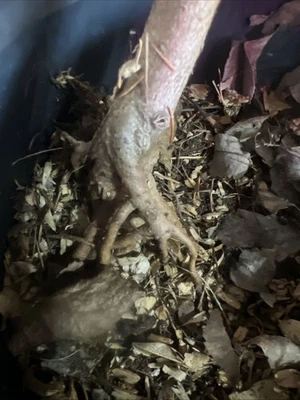 Spruce Pre- Bonsai, Natural Look, Beautiful Branches About 6 Years Old - Image 1 of 4