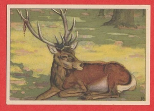 1940 Niederländische Sammelkarte von Verkade #84 Rothirsch mit Geweih - Bild 1 von 2
