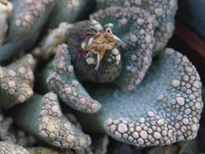 Titanopsis Calcarea - 15 Seeds - Mesembryanthemum - Picture 1 of 1