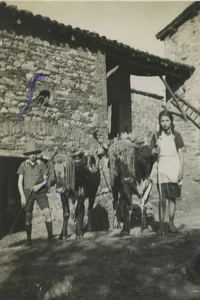 France Farm Farmer Children & Oxen Old snapshot Photo 1934 - Picture 1 of 3