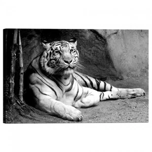 Cuadro Impresión En Lienzo Con Marco Tigre Blanco - Imagen 1 de 1