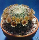 Mammillaria Gummifera pincushion globular cacti rare cactus agave seed 100 SEEDS