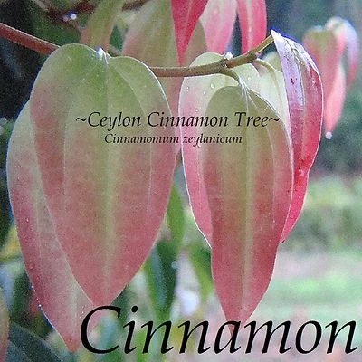 ~Ceylon CINNAMON SPICE TREE~ Cinnamomum zeylanicum  Potd 3-4' + XXL Plant - Image 1 of 4