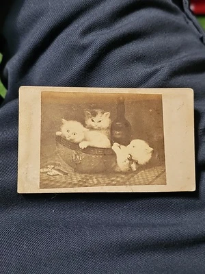 FOTOGRAFÍA CAT cdv antigua 1879 3 gatitos cuenco vino inscrito  Foto 1 de 3