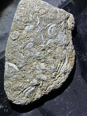 A beautiful sedimentary rock packed with fossils  🎁 Buy one, get one free - Image 1 of 4