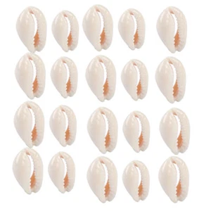 60X Natur Kauri Muscheln Gebohrt Meer Sea Cowry Shell DIY Aquarium Deko 18-20mm - Bild 1 von 2