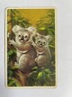 Aussie Koala Bear Australian Baby Teddy Kids Children Vintage Rare Old Swap Card