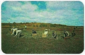 Cosecha de arándanos, Cape Cod, Massachusetts años 40 - Imagen 1 de 2