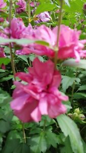 13 Cuttings of a Hot Pink Double Blossom Rose of Sharon Hibiscus Flower Bush  