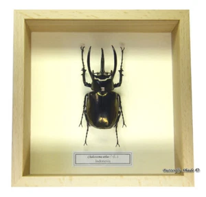 REAL MOUNTED FRAMED BEETLE - Chalcosoma atlas - 3 HORN RHINOCEROS BEETLE - Imagen 1 de 3