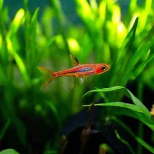 CHILI RASBORA (BORARAS BRIGITTAE) - 10 FISH - Picture 1 of 1