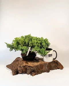 Juniper Bonsai Tree – Procumbens Nana | 8-Year Starter in Bonsai Pot (Outdoor) - Picture 1 of 6