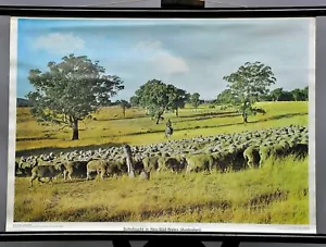 Australien Schulwandkarte Rollbild vintage Poster Schafzucht Neu- Süd- Wales - Bild 1 von 1
