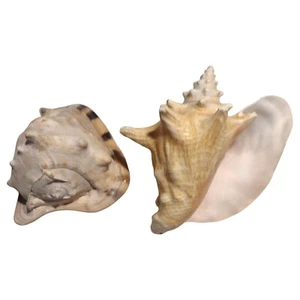 Lot of 2 Large Conch Sea Shells Queen Helmet Horned 7" 3lbs Decor Nautical Beach - Picture 1 of 14