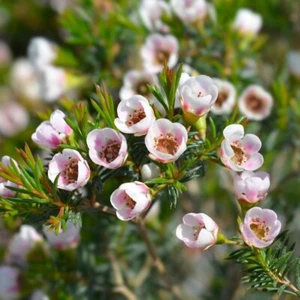 GERALDTON WAX FLOWER SEEDS Chamelaucium uncinatum Australian Wild Flower Garden - Picture 1 of 1