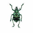 Teal Weevil Beetle (Eupholus chevrolati) Insect Collector Specimen Taxidermy Bug