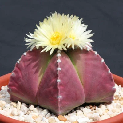 Astrophytum myriostigma PÚRPURA cactus nudun color raro semilla de cactus 50 SEMILLAS Foto 1 de 3