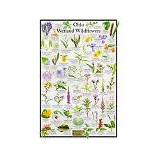 Ohio Wetland Wildflowers Flower Identification Poster / Ohio Flower ID Guide