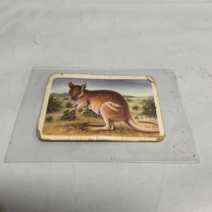 Tarjeta Animal Original Tuckfields Australiana 13 Papel de Té Wallaby Serie Retro - Imagen 1 de 3