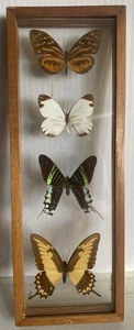 Aruba 4 Butterflies Mounted Taxidermy Double Glass Wood Frame 12.25” X 4.5” X 1” - Picture 1 of 10