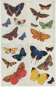 SET OF 6 POSTCARDS - BUTTERYFLY & MOTHS - Art Postcard, Tuck 9219 - Picture 1 of 4