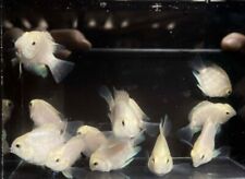 5 pack - Polar Blue Platinum Snow White Parrot Convict Cichlid - FREE SHIPPING!!