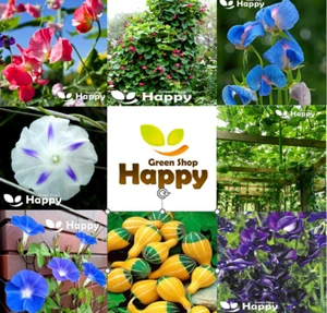 CLIMBING FLOWERS - Vines - Thunbergia Morning Glory Sweet Pea - Flower seeds - Picture 1 of 121