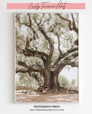 NOLA Wonder : Tree of Life | New Orleans, Louisiana | Photography Print Unframed - Image 1 of 4