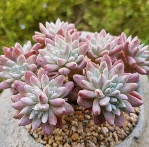 Dudleya White Sprite 4cm diameter 🏵️cutting - Picture 1 of 5