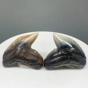 Pair of Rare location Fossil Extinct TIGER SHARK Teeth - Suwannee River,  FL - Picture 1 of 2