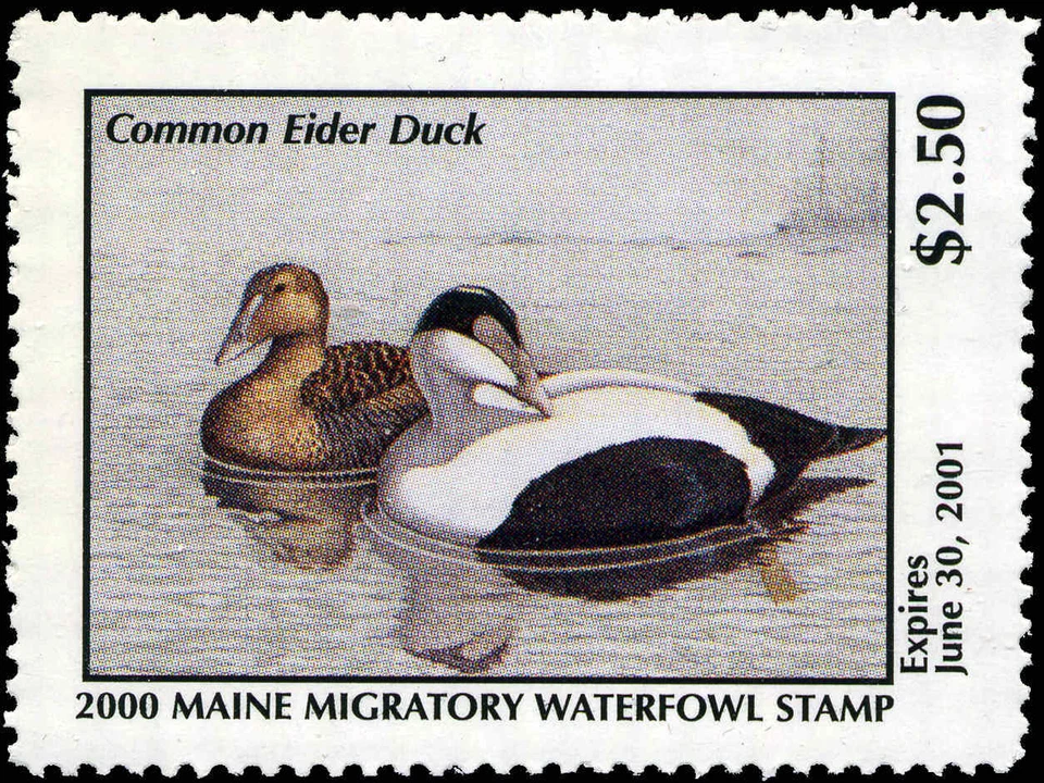 MAINE #17 2000 STATE DUCK STAMP COMMON EIDER by Darby Mumford - Image 1 of 1
