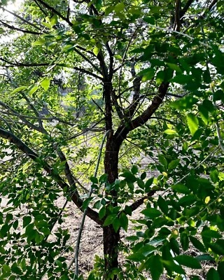 ORGANIC ELM TREE NON-ROOTED CUTTINGS 6" LONG 4 COUNT Grown In U.S.A. - Image 1 of 2