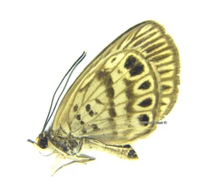 Unmounted Butterfly/Riodinidae - Alesa amesis, FEMALE, Peru - Picture 1 of 1