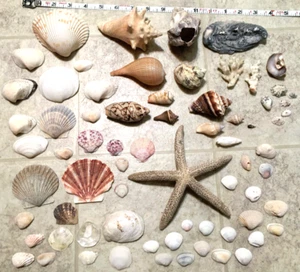 Mixed Lot of Seashells, Barnacles, Coral Beautiful Collection, 70 pieces - Picture 1 of 10