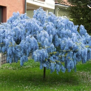 Blue Chinese Wisteria Tree 4 t0 6 inches Tall ready to plant now ! - Picture 1 of 1