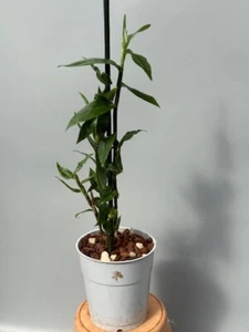 Dendrobium lawesii var. blu - Foto 1 di 7