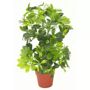 Paraguas de planta artificial árbol oro capella de lujo 75 cm Schefflera arboricola - Imagen 1 de 1