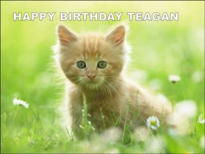 A4 CUTE KITTEN CAT EDIBLE ICING PARTY BIRTHDAY CAKE TOPPER - Picture 1 of 1