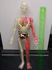 12 pouces squelette d'anatomie anatomique humaine modèle d'enseignement médical avec organes