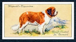 SAINT BERNARD HIGNETT BROS & CO 1936 DOG SERIES OLD CIGARETTE CARD #24 - Picture 1 of 2