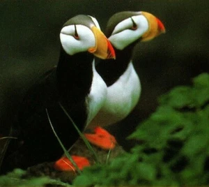 Puffins Birds Coastal Waterways Alaska Postcard Nature Wildlife - Picture 1 of 4