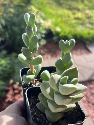 2” Crassula 'Moonglow' & Corpuscularia lehmannii ‘Ice Plant’ Succulents - Image 1 of 4