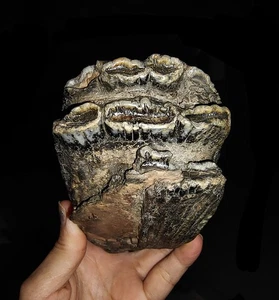AMAZING AMMONITES! STEGODON MOLAR PARTIAL TOOTH FOSSIL FROM JAVA INDONESIA,135MM - Picture 1 of 7