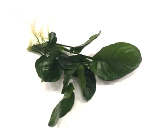 Anubias Barteri "Golden Coin" Live Aquarium Aquatic Tropical Plants Fish Tank - Picture 1 of 1