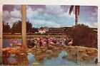 Carte postale flamants roses Florida FL Hialeah hippodrome ancienne carte vintage vue standard