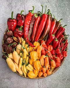 Chili Seed Mixture - Samen Mischung - 20+ Seeds - Samen - V 028 - Picture 1 of 1
