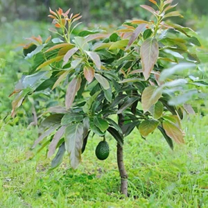 BeauFlora Hybrid Avocado ( Indian Dwarf , Graft ) Exotic 1 Bare-Root Plant - Picture 1 of 1