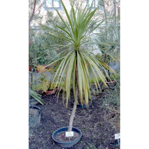 10 Seeds Of Cordyline Australis Hort. Indivisa, Dracaena - Picture 1 of 1
