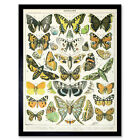 Millot Encyclopedia Page Butterflies Moths Wall Art Print Framed 12X16